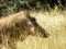 Warthog male in grassland
