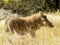 Warthog male walking in grassland