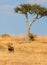 Warthog, Masai Mara