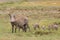 Warthog mom and babies