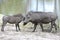 Warthog mother protecting piglet on natural lake in Botswana