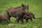 Warthog mother with two babies beside rock