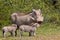 Warthog mother and young