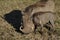 Warthog mother with young, Masai Mara