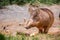 Warthog in the mud
