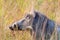Warthog, Murchison Falls National Park, Uganda