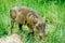Warthog in Murchison Falls NP, Uganda