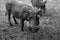 Warthog - Murchison Falls NP, Uganda, Africa