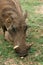 Warthog - Murchison Falls NP, Uganda, Africa