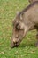 warthog national parks of namibia between desert and savannah