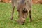 warthog national parks of namibia between desert and savannah