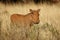 Warthog in natural habitat - South Africa