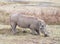 Warthog in Ngorongoro, Tanzania