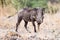 Warthog - Okavango Delta - Moremi N.P.