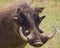 Warthog old with big teeth