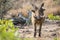 Warthog with one broken teeth walking among short grass