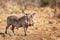 Warthog - Phacochoerus