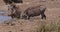 Warthog, phacochoerus aethiopicus, Adult drinking Water at Water Hole, Nairobi Park in Kenya, real Time