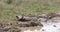 Warthog, phacochoerus aethiopicus, Adult having Mud Bath, Nairobi Park in Kenya,