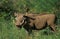 Warthog, phacochoerus aethiopicus, Adult with Long Tusks, Masai Mara Park in Kenya