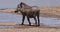 Warthog, phacochoerus aethiopicus, Adult standing at Water Hole, Nairobi Park in Kenya, real Time