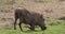 Warthog, phacochoerus aethiopicus, Adults Eating Grass, Nairobi Park in Kenya,