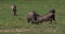 Warthog, phacochoerus aethiopicus, Adults Fighting, Nairobi Park in Kenya,