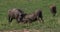 Warthog, phacochoerus aethiopicus, Adults Fighting, Nairobi Park in Kenya,