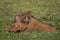 Warthog, phacochoerus aethiopicus, Male Resting, Masai Mara Park in Kenya