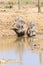 Warthog, Phacochoerus africanus, Addo Elephant National Park, Eastern Cape, South Africa