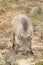 Warthog, Phacochoerus africanus, Addo Elephant National Park, Eastern Cape, South Africa