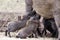 Warthog (Phacochoerus africanus) babies feeding