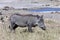 Warthog - Phacochoerus africanus- Botswana