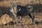 Warthog ( Phacochoerus Africanus) Kruger National Park, South Africa