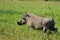 Warthog (Phacochoerus africanus) running