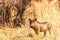 Warthog, Phacochoerus africanus, Welgevonden Game Reserve, South Africa