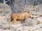 Warthog photographed in the Mokala National Park near Kimberly, South Africa