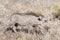 Warthog piglet blends in with dry grass