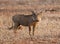 Warthog piglet standing in dry grass