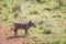 Warthog piglet standing in the grass