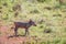 Warthog piglet standing in the grass