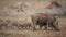 Warthog with piglets in the wilderness