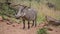 Warthog at the Pilanesberg National Park