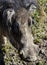 Warthog portrait; Phacochoerus Aethiopicus