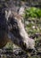 Warthog portrait; Phacochoerus Aethiopicus