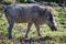 Warthog portrait; Phacochoerus Aethiopicus