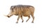 Warthog Profile Isolated