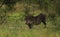 Warthog and a Red-billed oxpecker