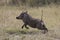 Warthog on the run