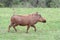 Warthog Running